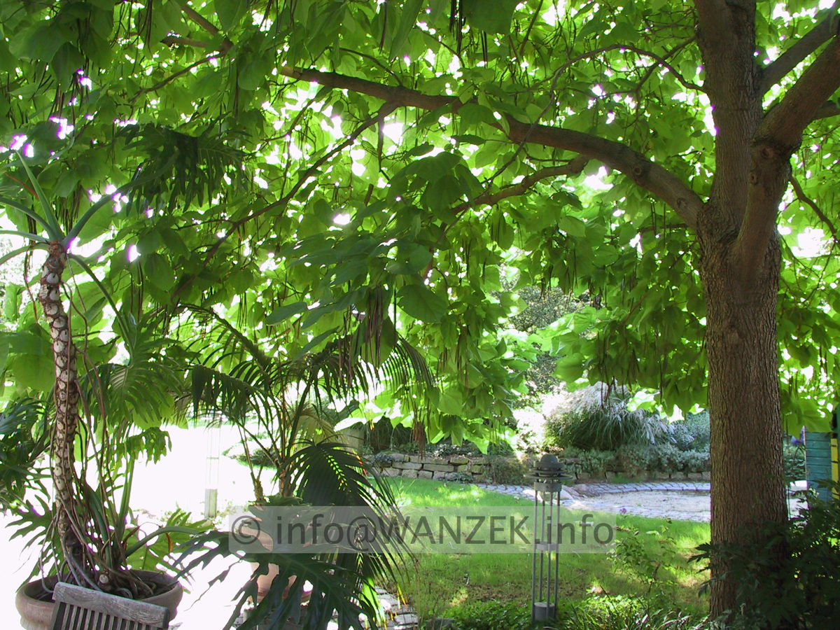 Catalpa bignonioides - Stimmung 1.JPG